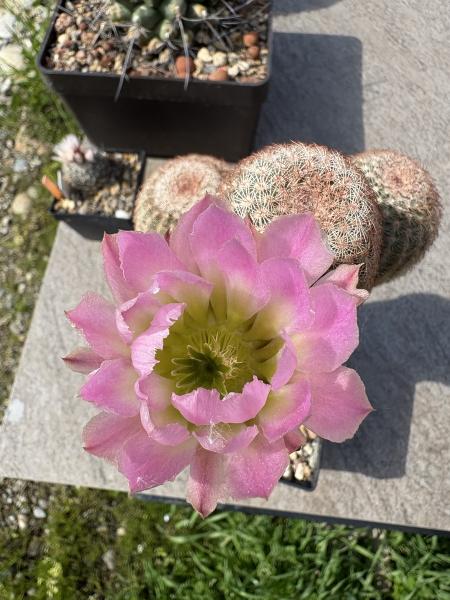 Echinocereus pectinatus